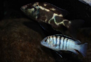 Labidochromis sp. 'nkali'